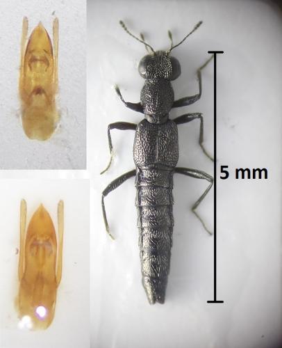 Stenus asphaltinus